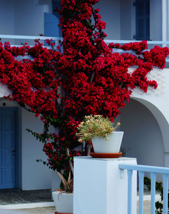 Bougainvilliers en fleurs à l'hôtel