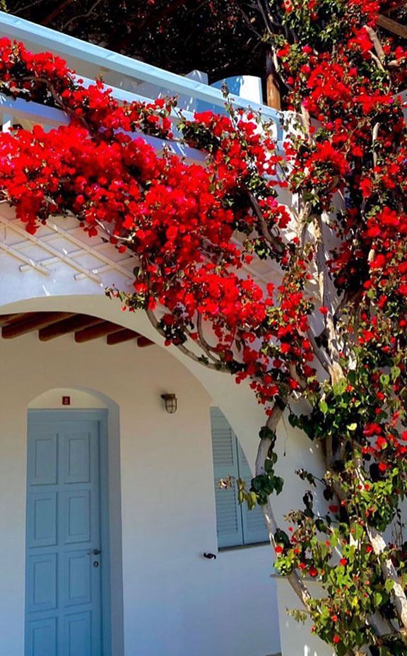 Μια κόκκινη βουκαμβίλια στο ξενοδοχείο Petali Village στη Σίφνο