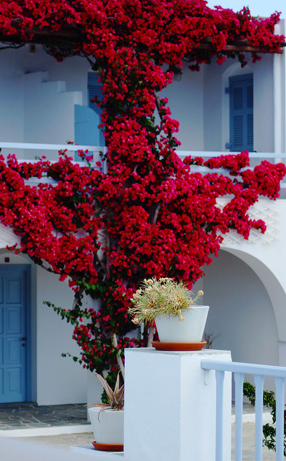 Μια κόκκινη βουκαμβίλια στο ξενοδοχείο Petali Village στη Σίφνο